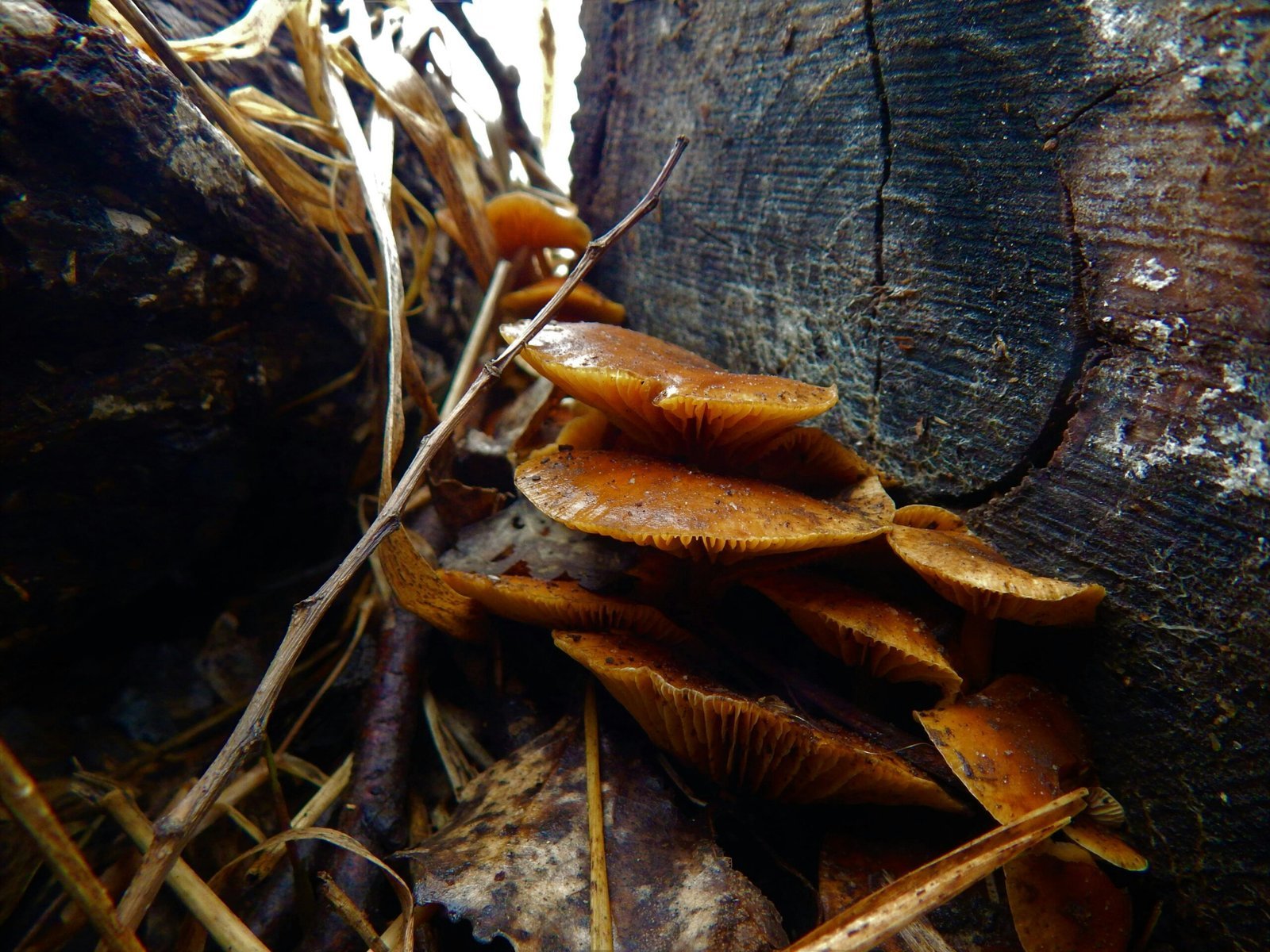 a group of mushrooms sitting on top of a tree stump