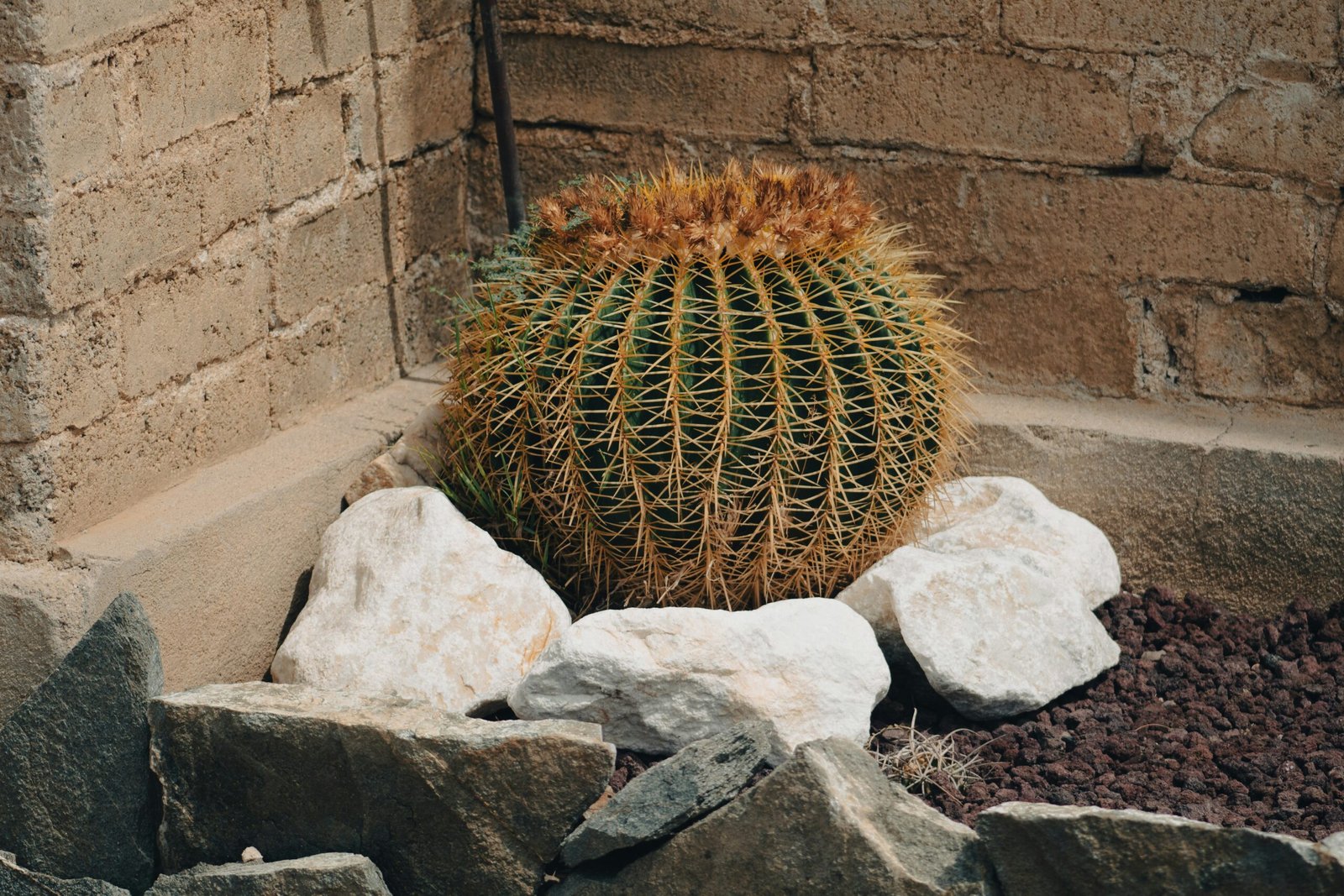 brown round plant on gray rock